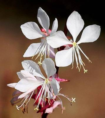 GAURA LINDHEIMERI